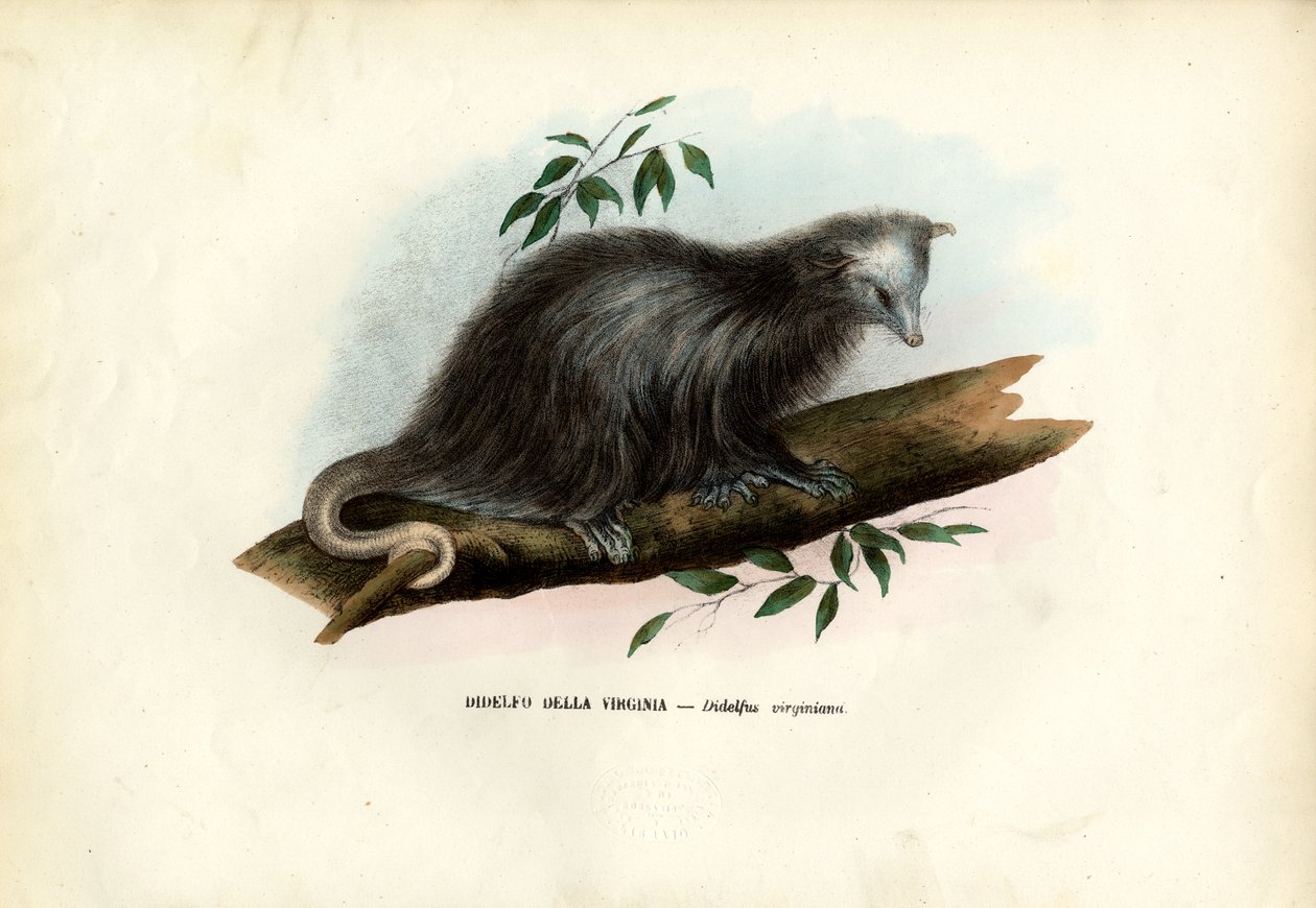 Virginia Opossum, 1863-79 by Raimundo Petraroja