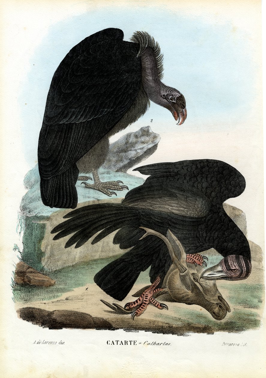 Akbabalar, 1863-79 by Raimundo Petraroja