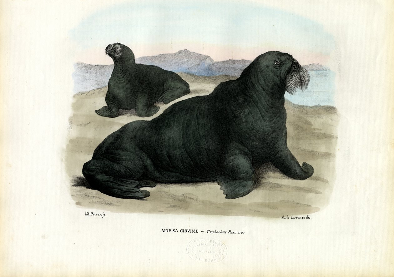 Mors, 1863-79 by Raimundo Petraroja