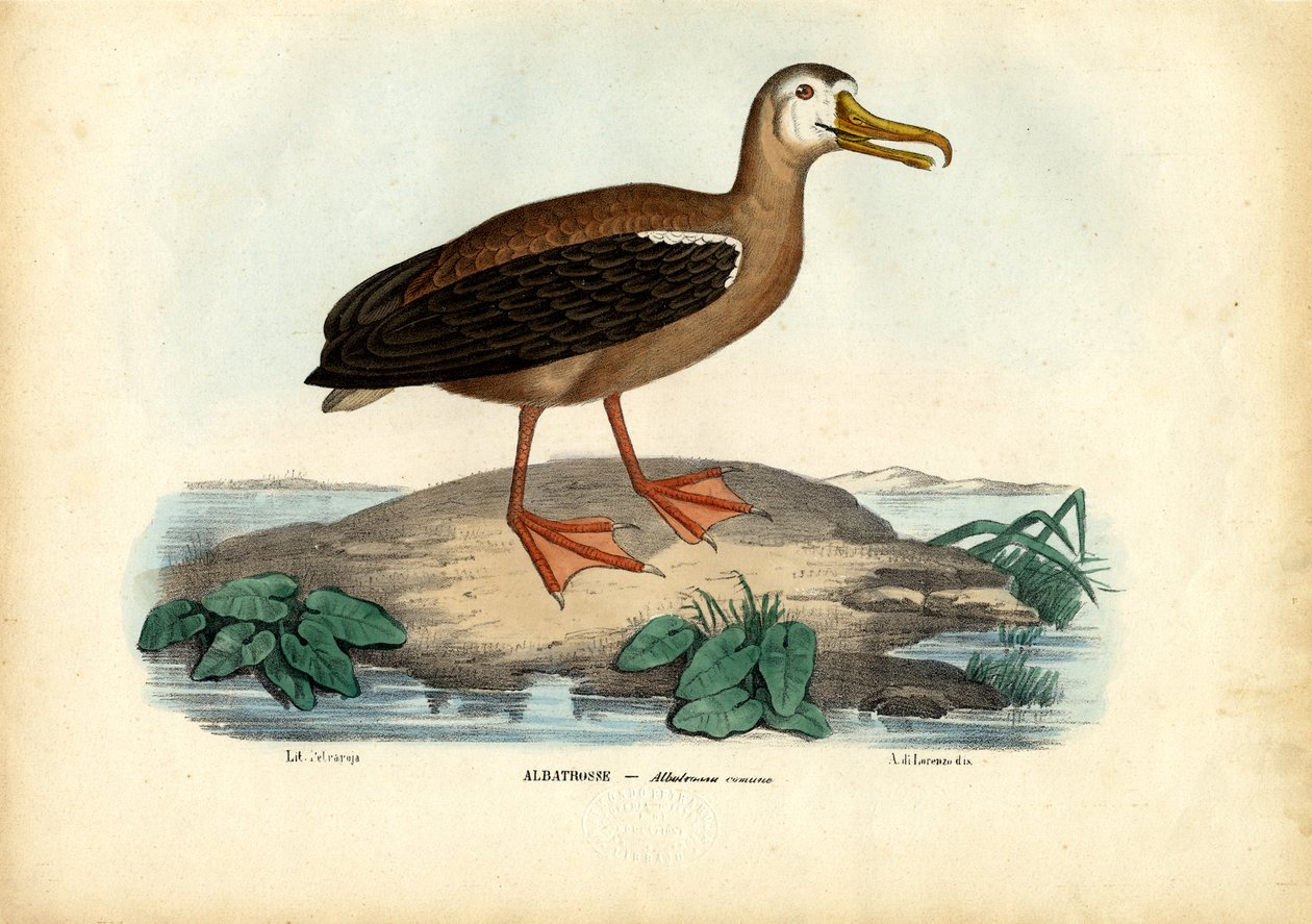 Gezici Albatros, 1863-79 by Raimundo Petraroja