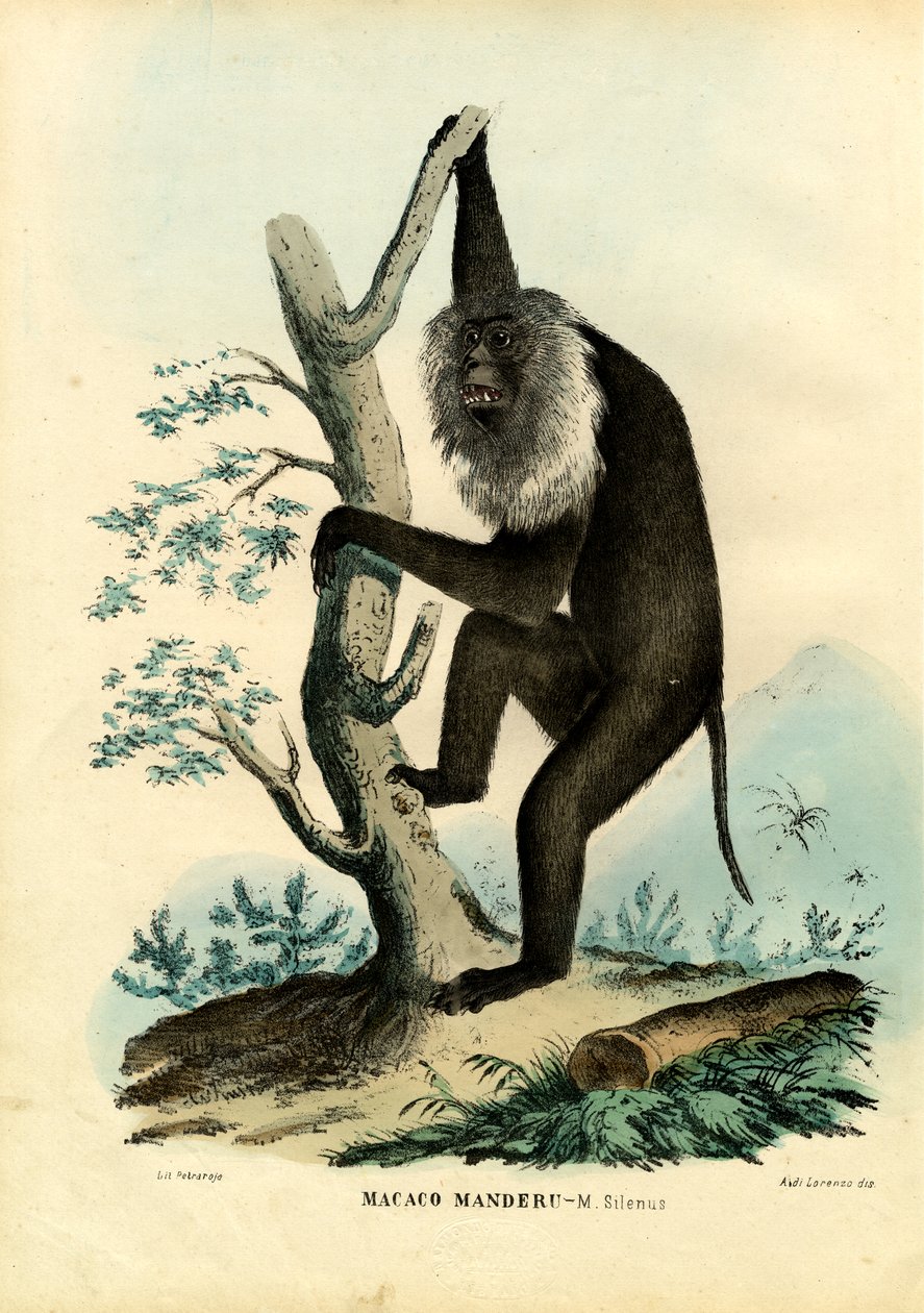 ವಾಂಡರೂ, 1863-79 ಟರ್ಕ್ by Raimundo Petraroja