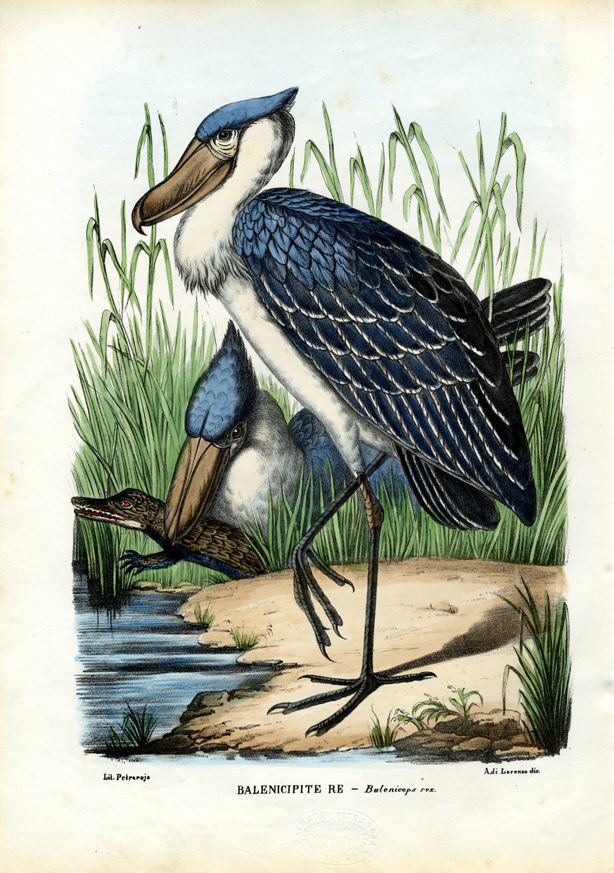 Balinabaşı, 1863-79 by Raimundo Petraroja