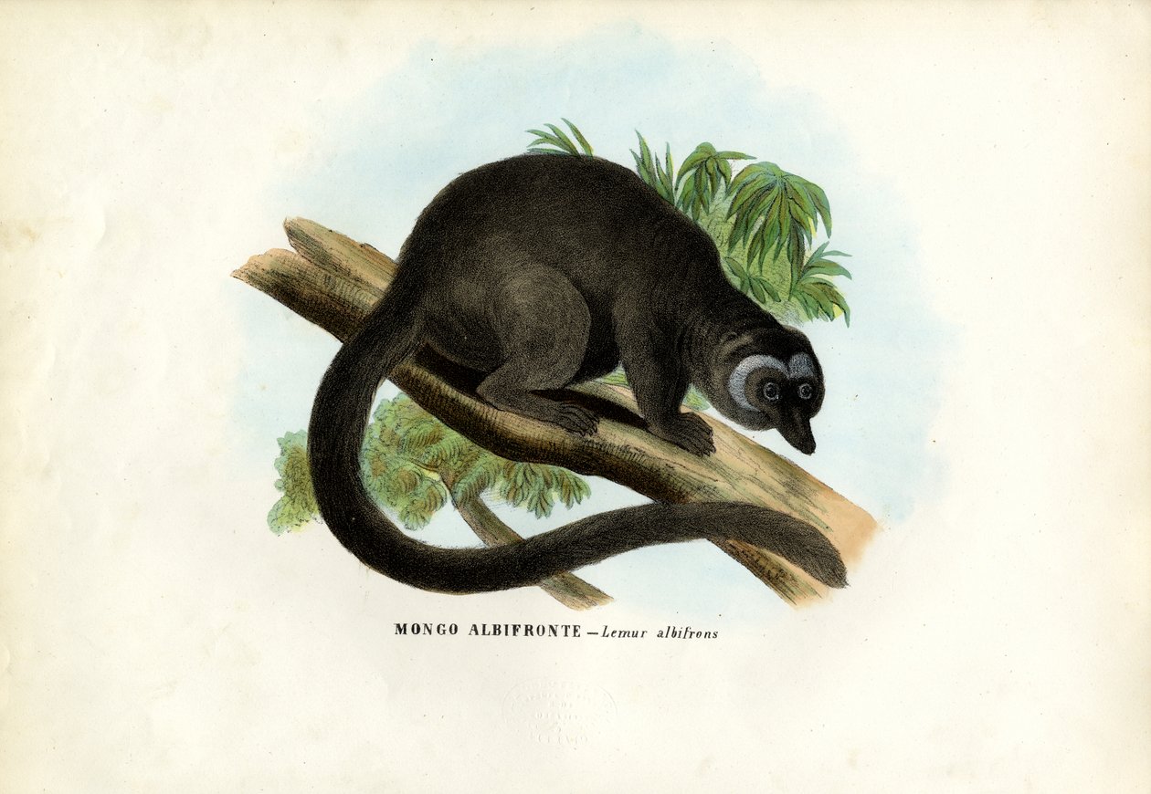 Ak Başlı Kahverengi Lemur, 1863-79 by Raimundo Petraroja