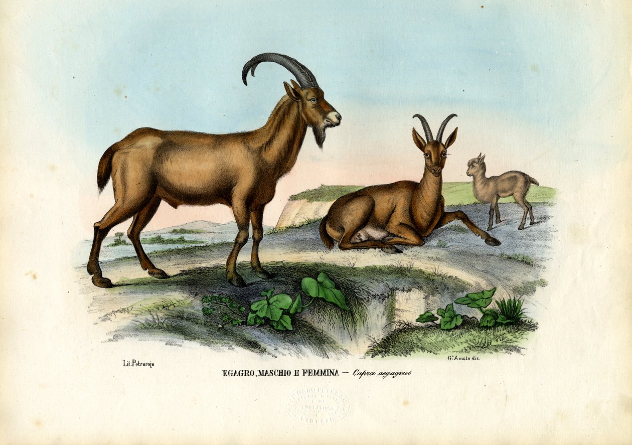 Yaban Keçisi, 1863-79 by Raimundo Petraroja