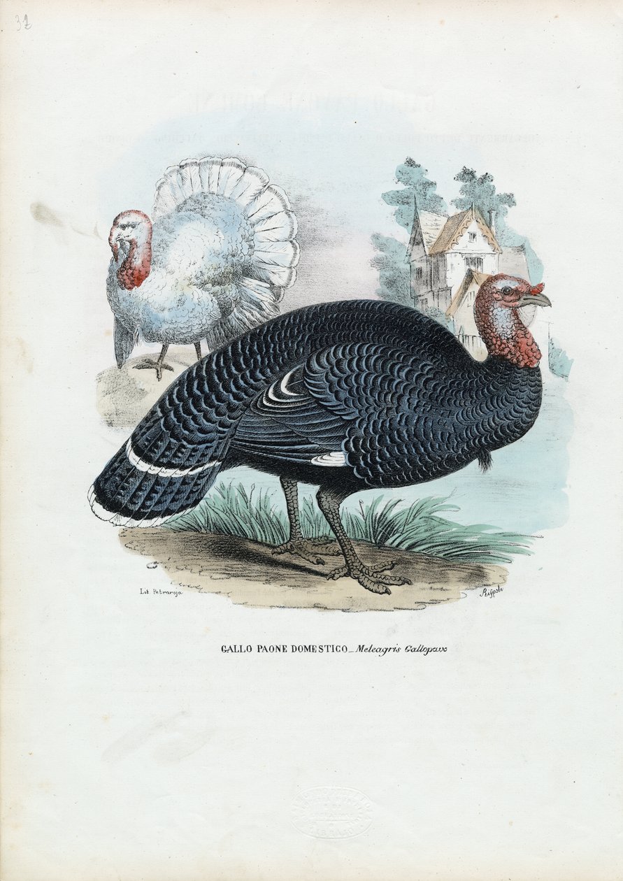 Yabani Türkiye, 1863-79 by Raimundo Petraroja