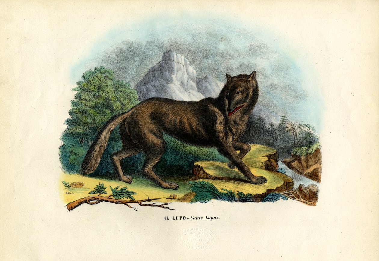 Kurt, 1863-79 by Raimundo Petraroja