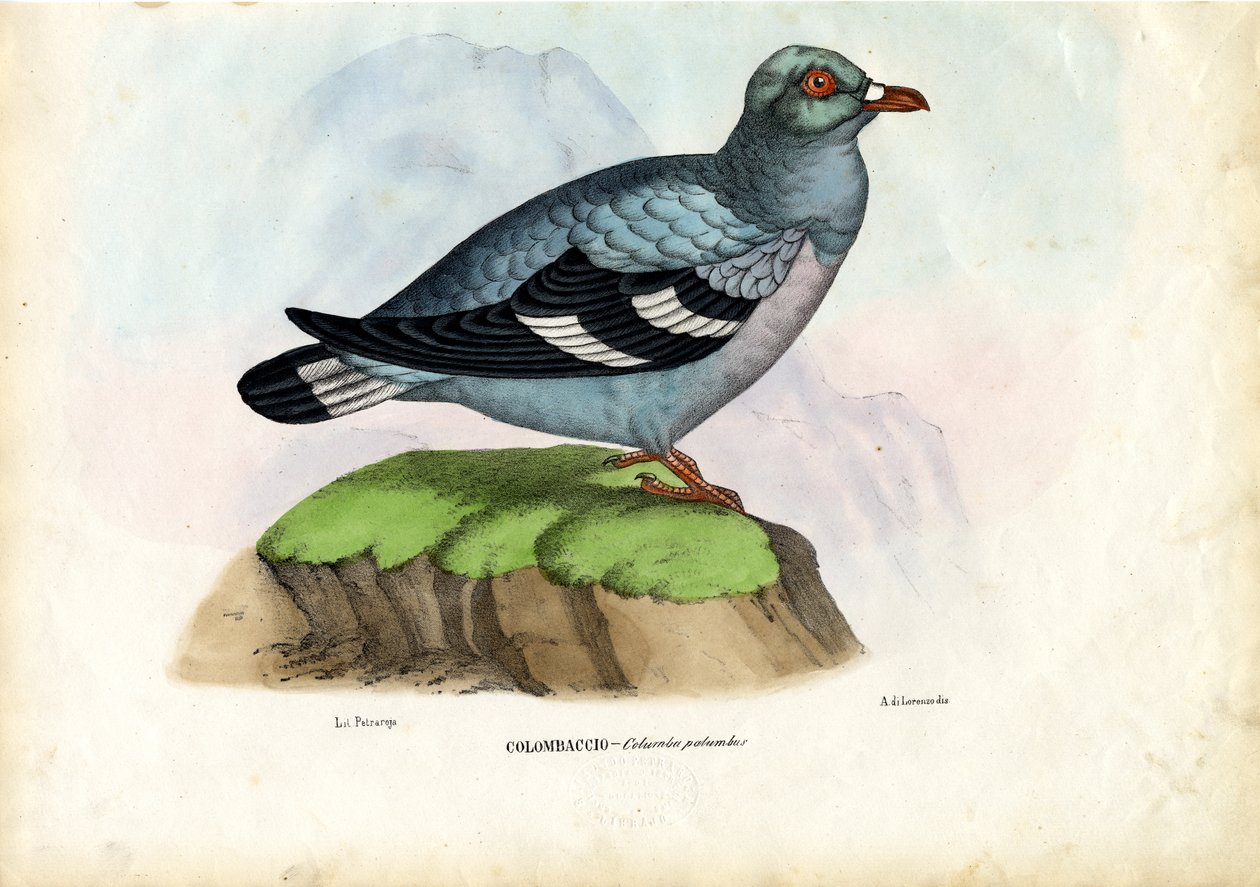 Tahta Güvercin, 1863-79 by Raimundo Petraroja