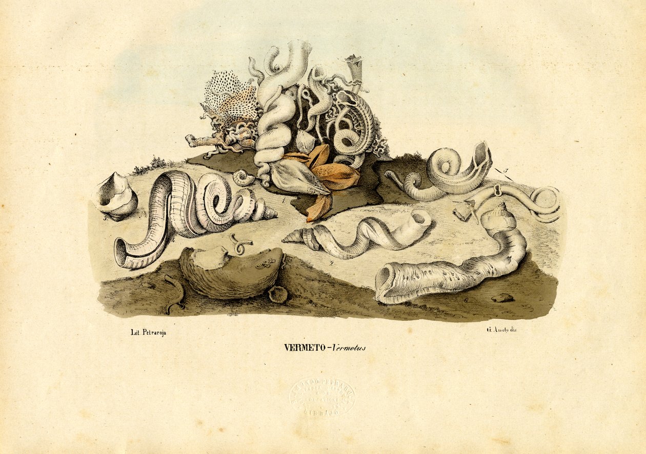 Solucan Salyangozları, 1863-79 by Raimundo Petraroja
