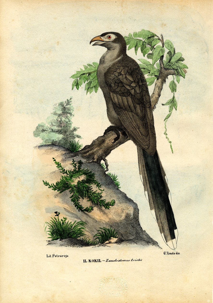 Sarı Gagalı Guguk Kuşu, 1863-79 by Raimundo Petraroja