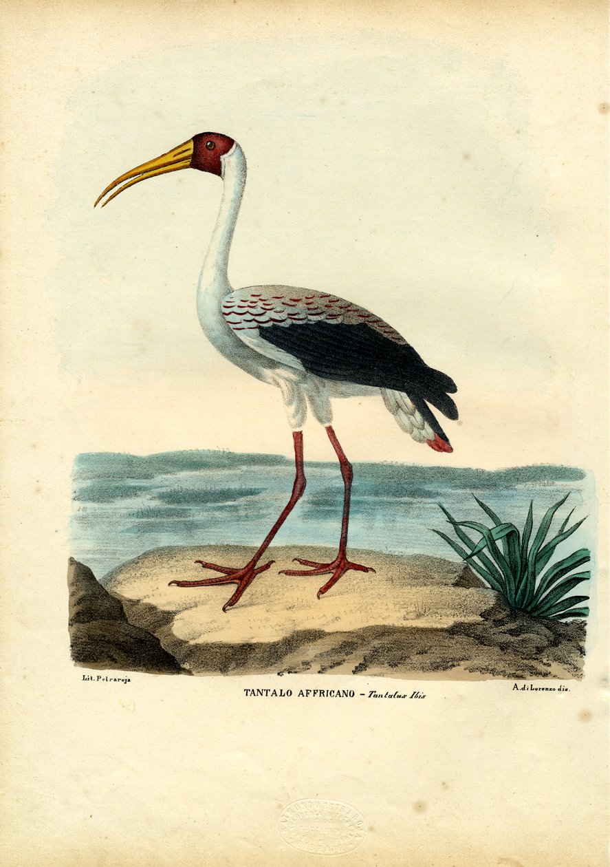 ಹಳದಿ ಕೊಕ್ಕರೆ, 1863-79 ಟರ್ಕಿ by Raimundo Petraroja