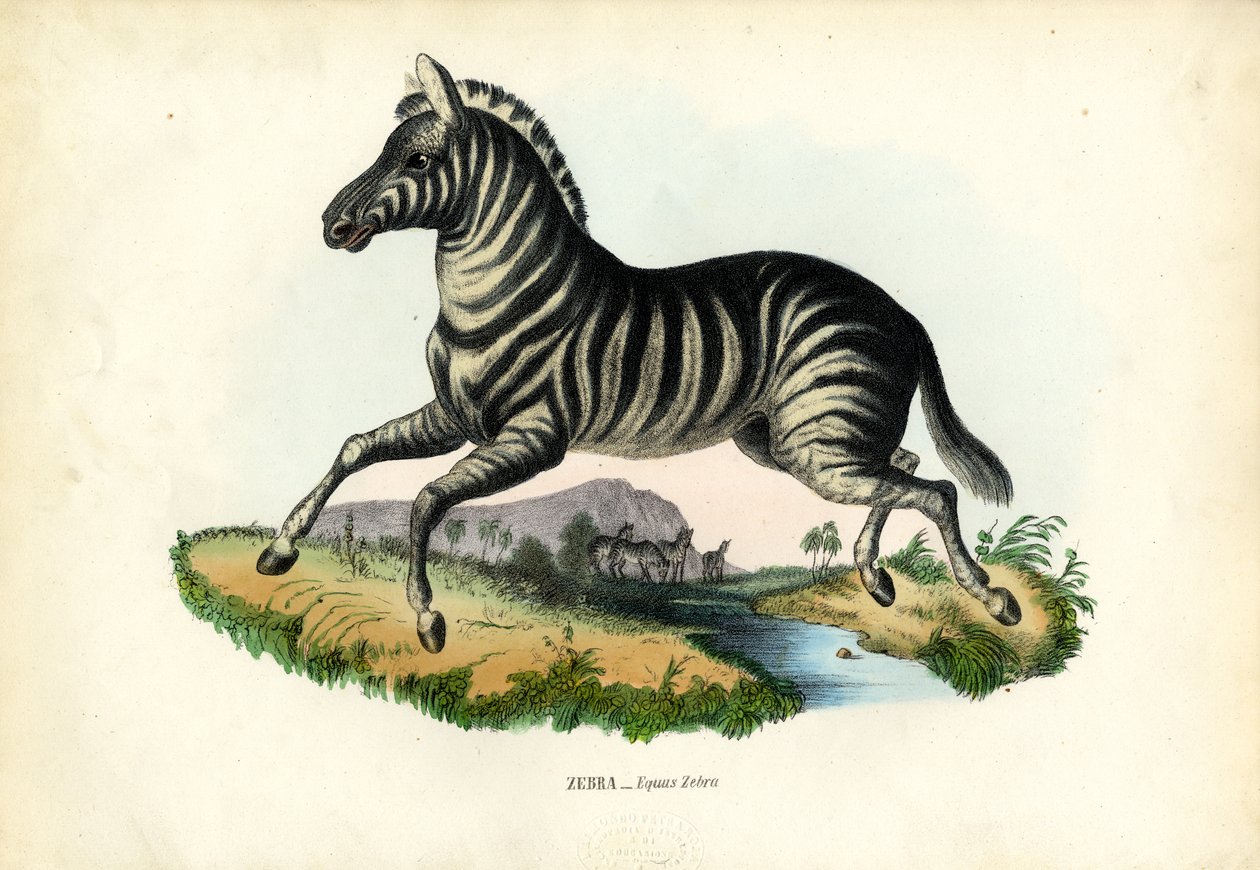 Zebra, 1863-79 by Raimundo Petraroja