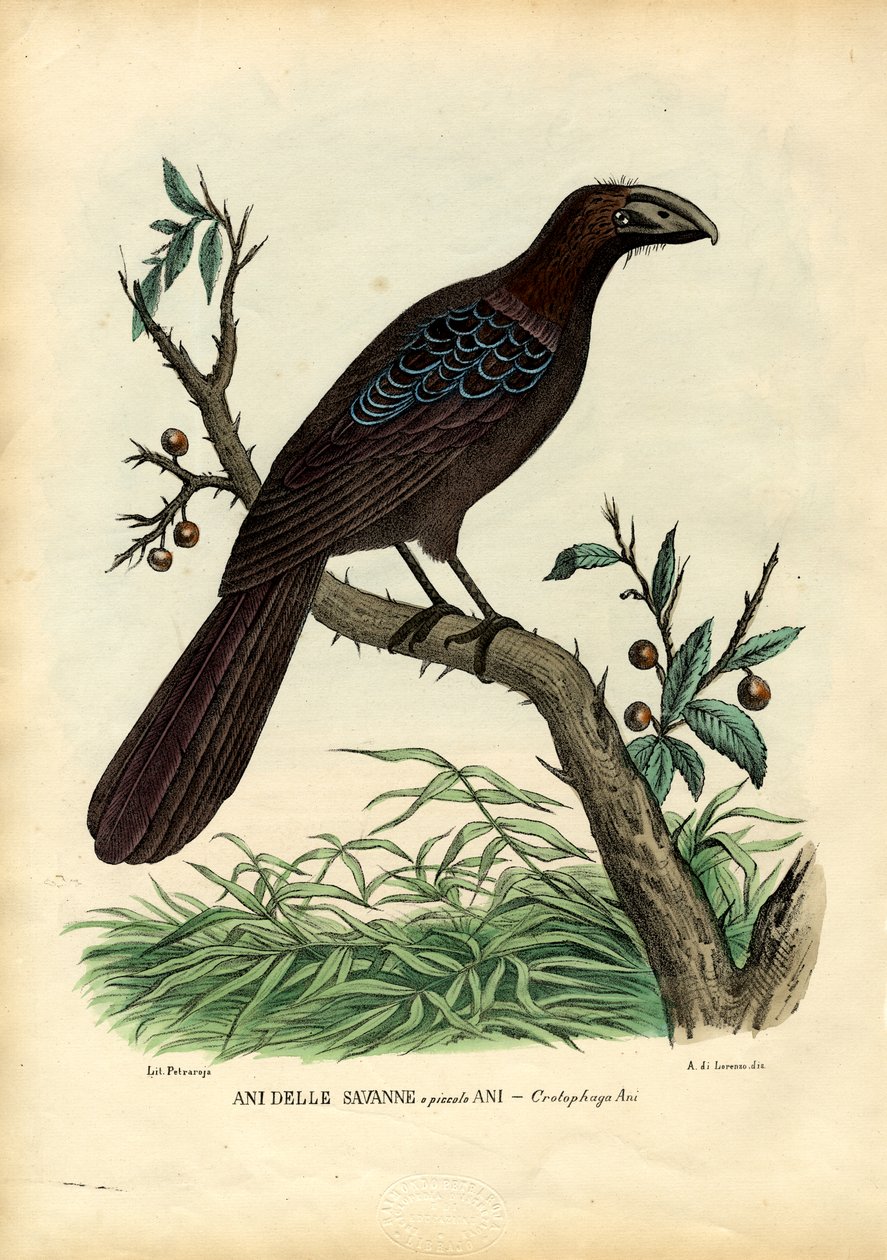 Ani, 1863-79 by Raimundo Petraroja