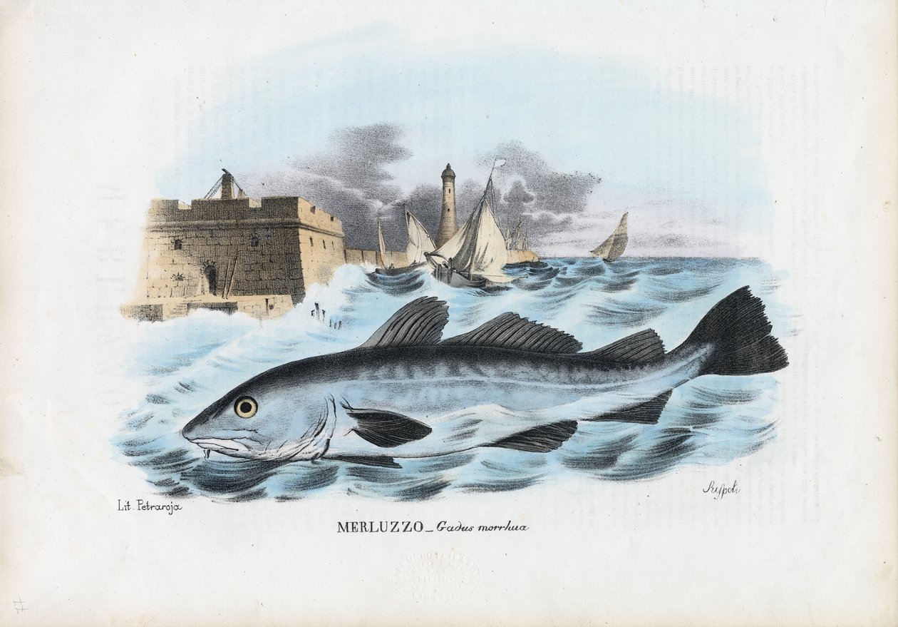 Atlantik Morina, 1863-79 by Raimundo Petraroja