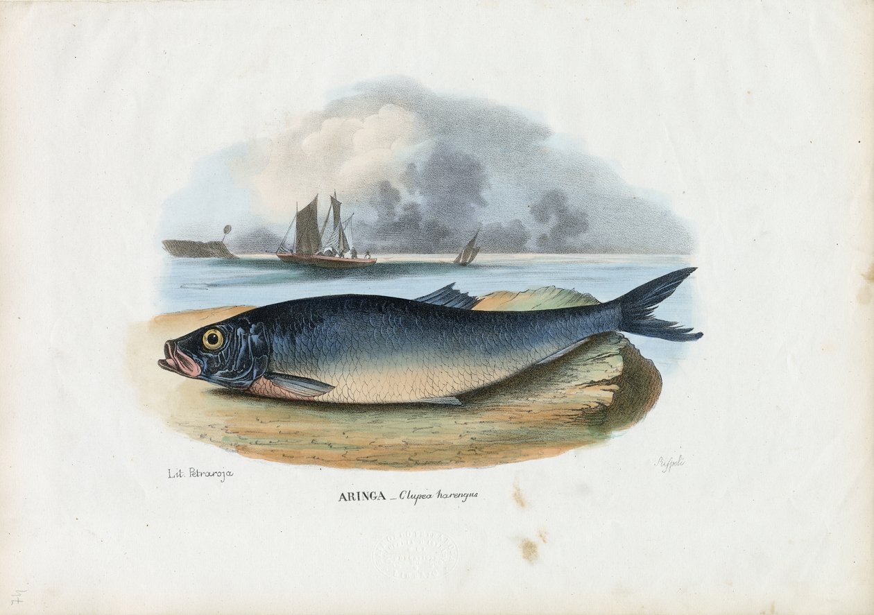 Atlantik Ringa balığı, 1863-79 by Raimundo Petraroja