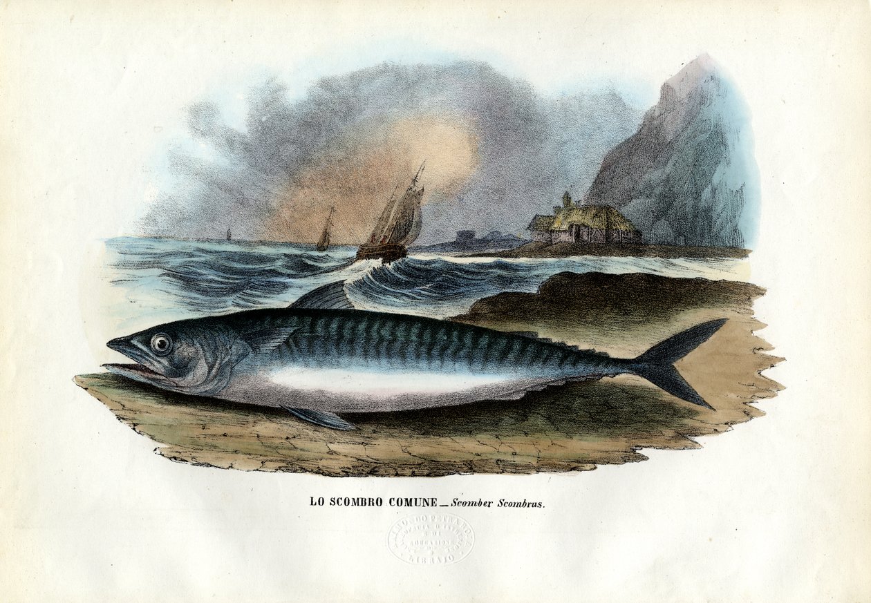 Atlantik Uskumru, 1863-79 by Raimundo Petraroja
