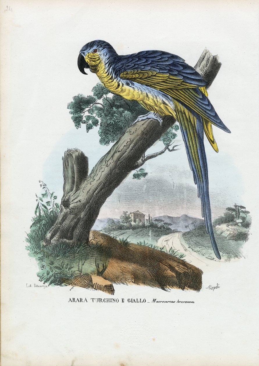Mavi-Sarı Amerika Papağanı, 1863-79 by Raimundo Petraroja