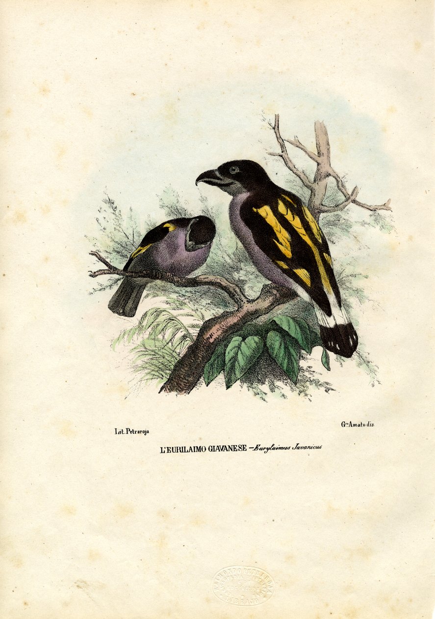 Geniş faturalar, 1863-79 by Raimundo Petraroja