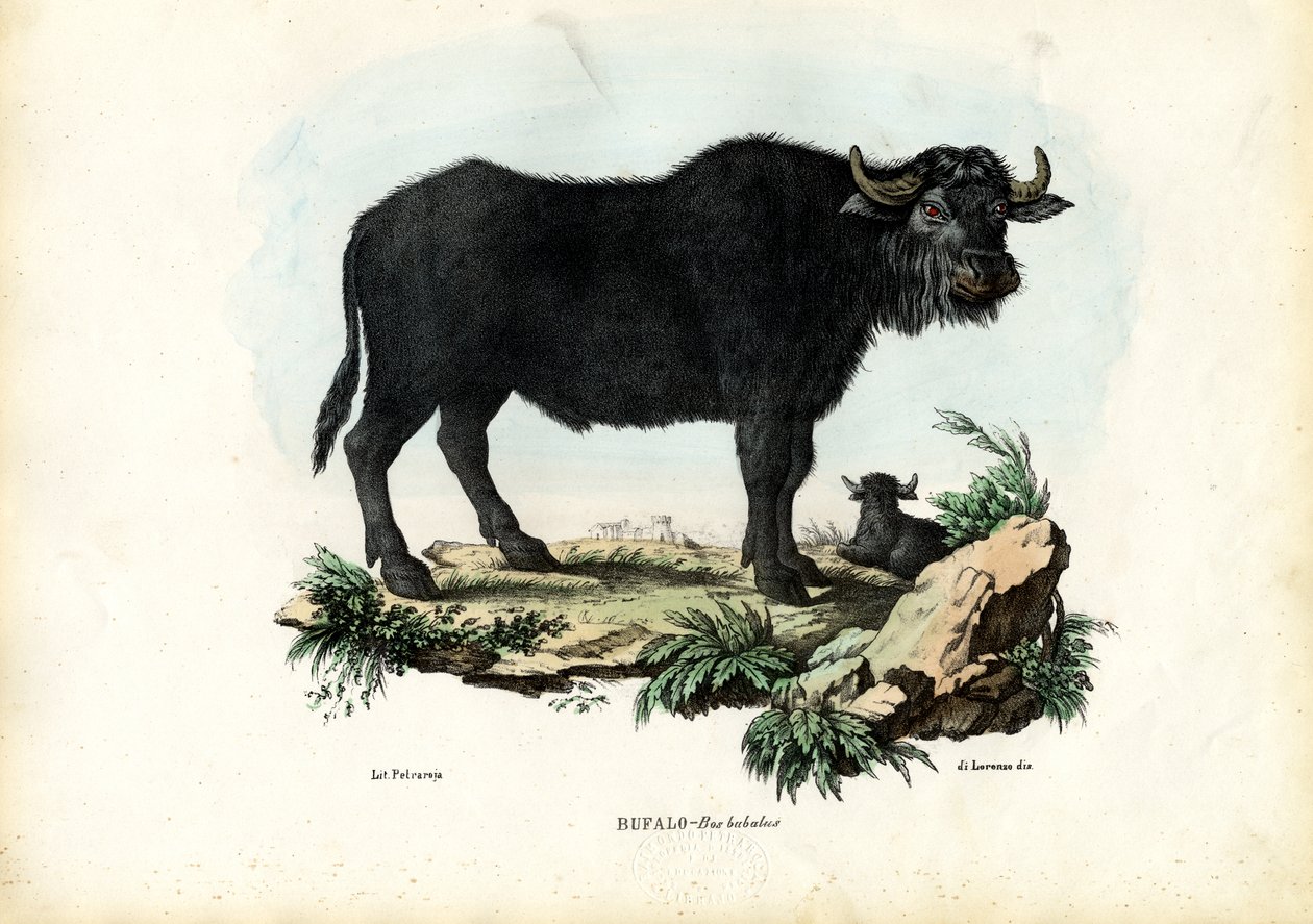 Bufalo, 1863-79 by Raimundo Petraroja