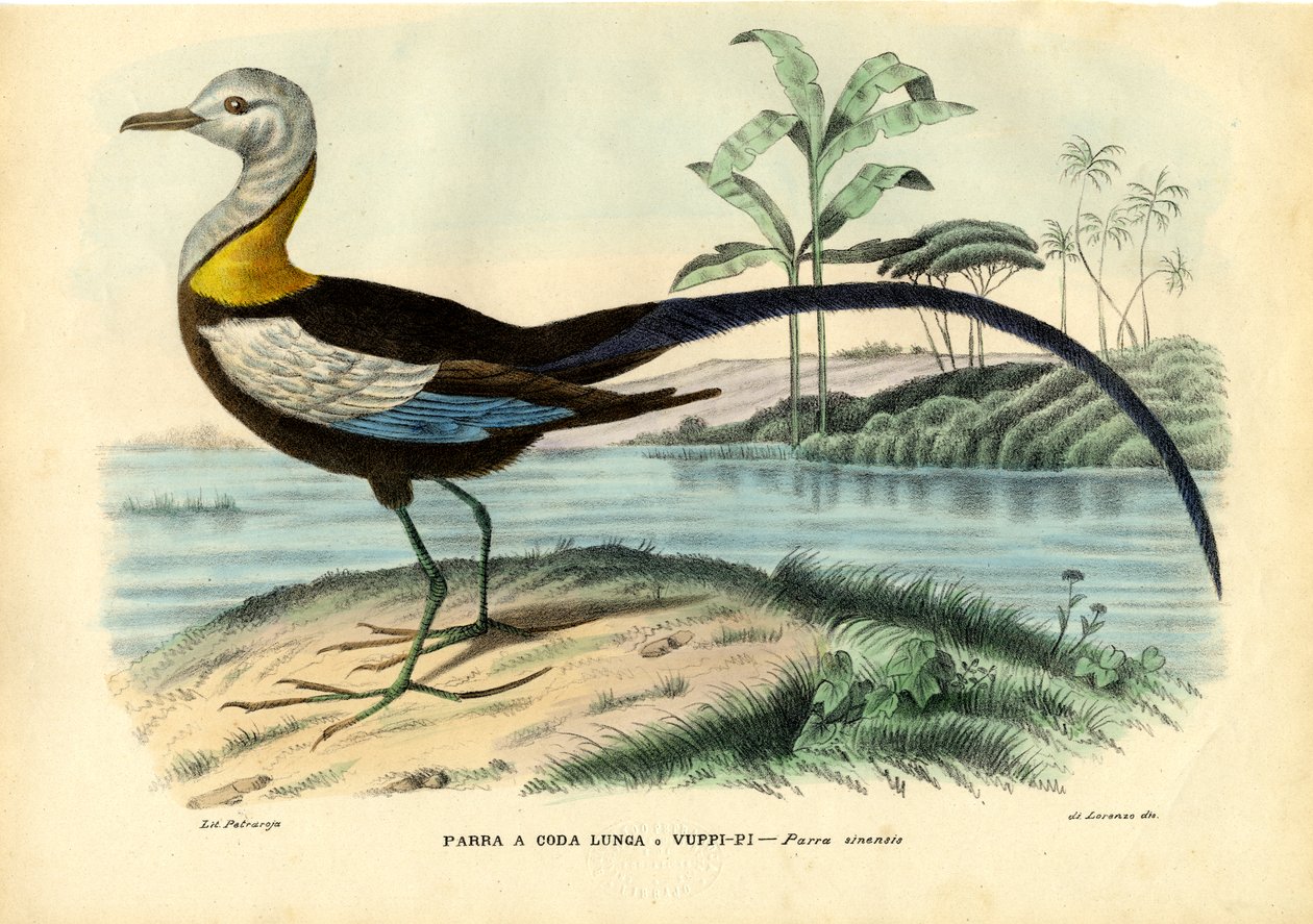 Çin Jacana, 1863-79 by Raimundo Petraroja