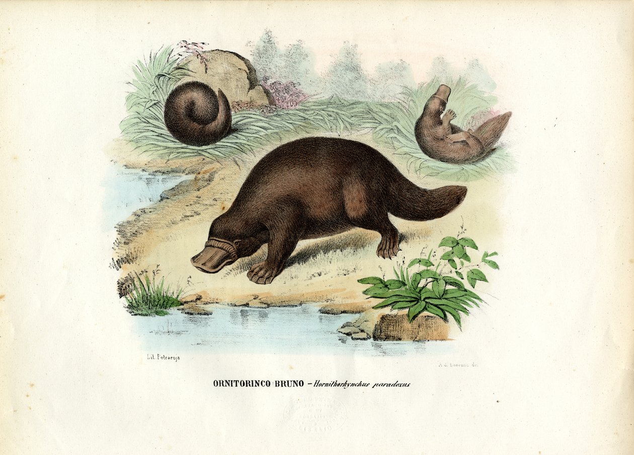 Ördek Gagalı Platypus, 1863-79 by Raimundo Petraroja