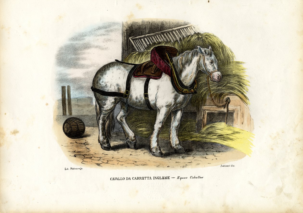 İngiliz Çiftlik Atı, 1863-79 by Raimundo Petraroja