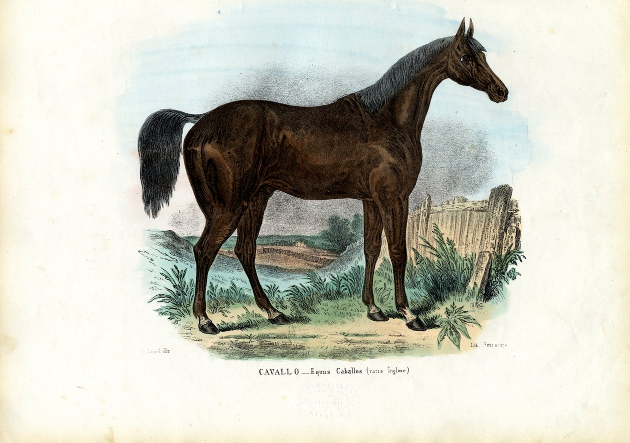 İngiliz Atı, 1863-79 by Raimundo Petraroja