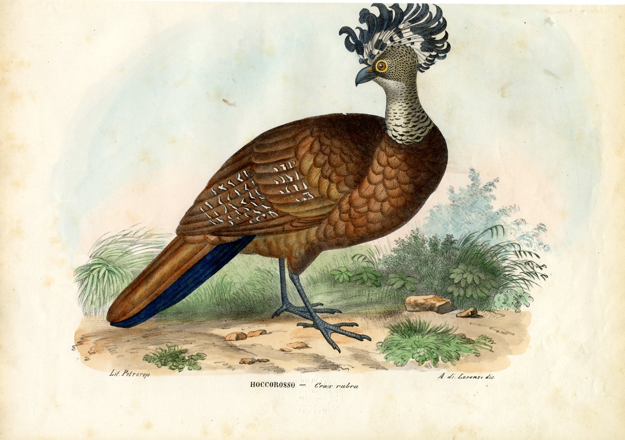 Büyük Curassow, 1863-79 by Raimundo Petraroja