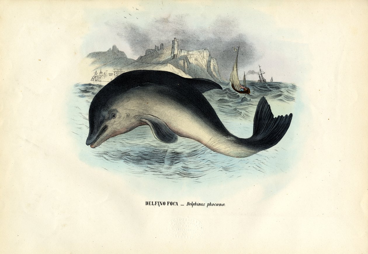 Liman Porpoise, 1863-79 by Raimundo Petraroja