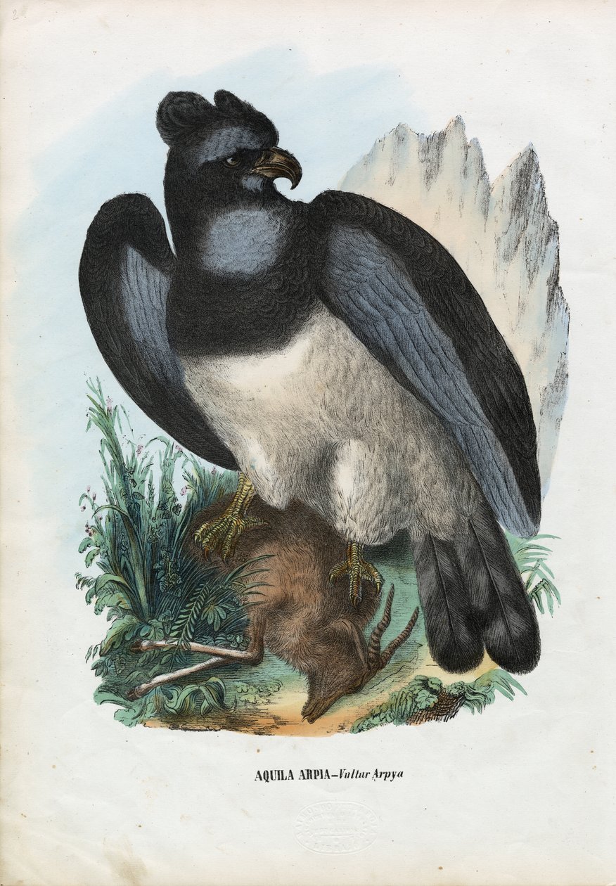 Harpia Kartalı, 1863-79 by Raimundo Petraroja