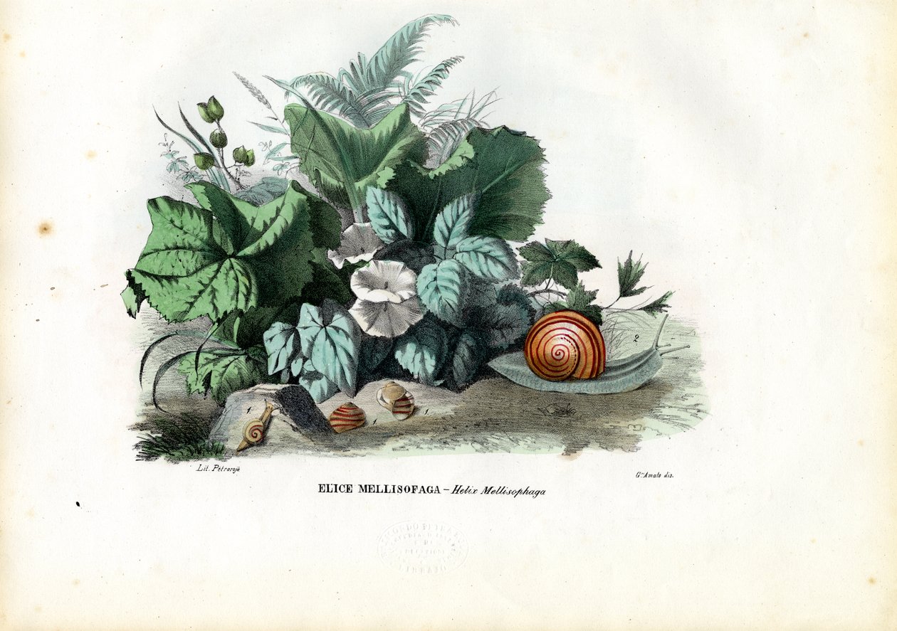 Helis Salyangozları, 1863-79 by Raimundo Petraroja