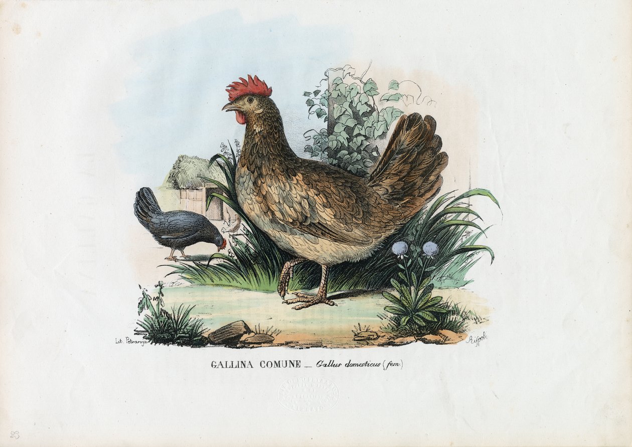 tavuk, 1863-79 by Raimundo Petraroja