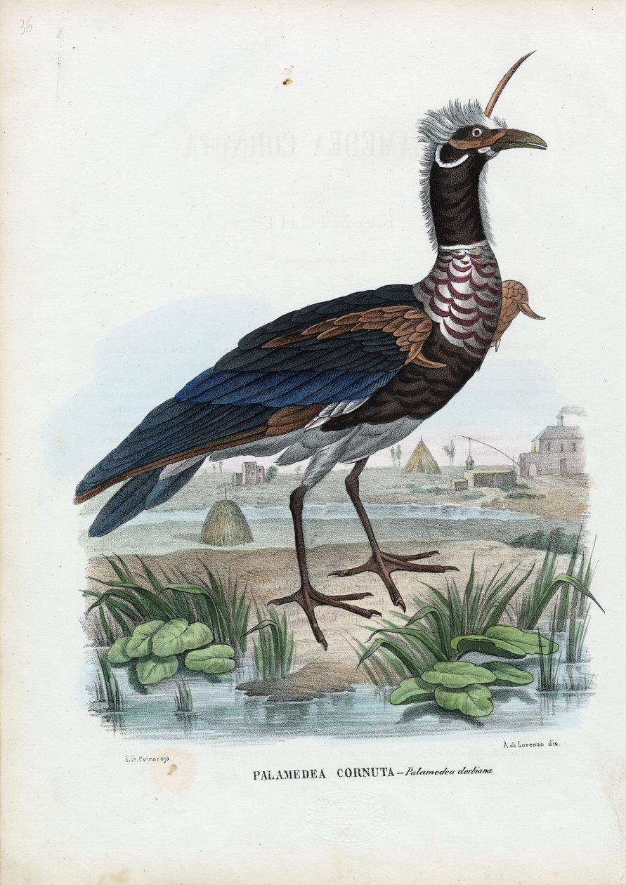 Boynuzlu Çığlık atan, 1863-79 by Raimundo Petraroja