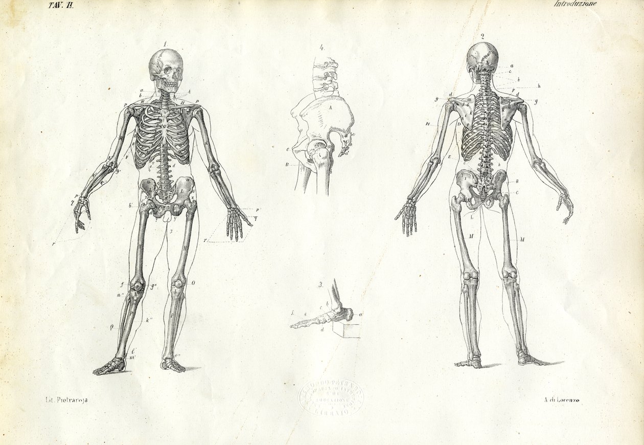 İnsan, 1863-79 by Raimundo Petraroja
