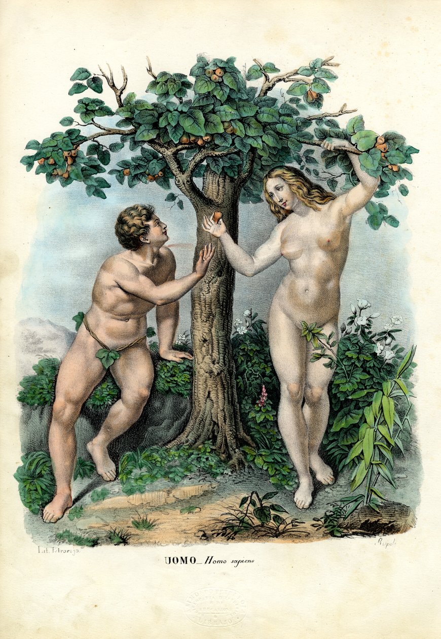 İnsan Irkları, 1863-79 by Raimundo Petraroja