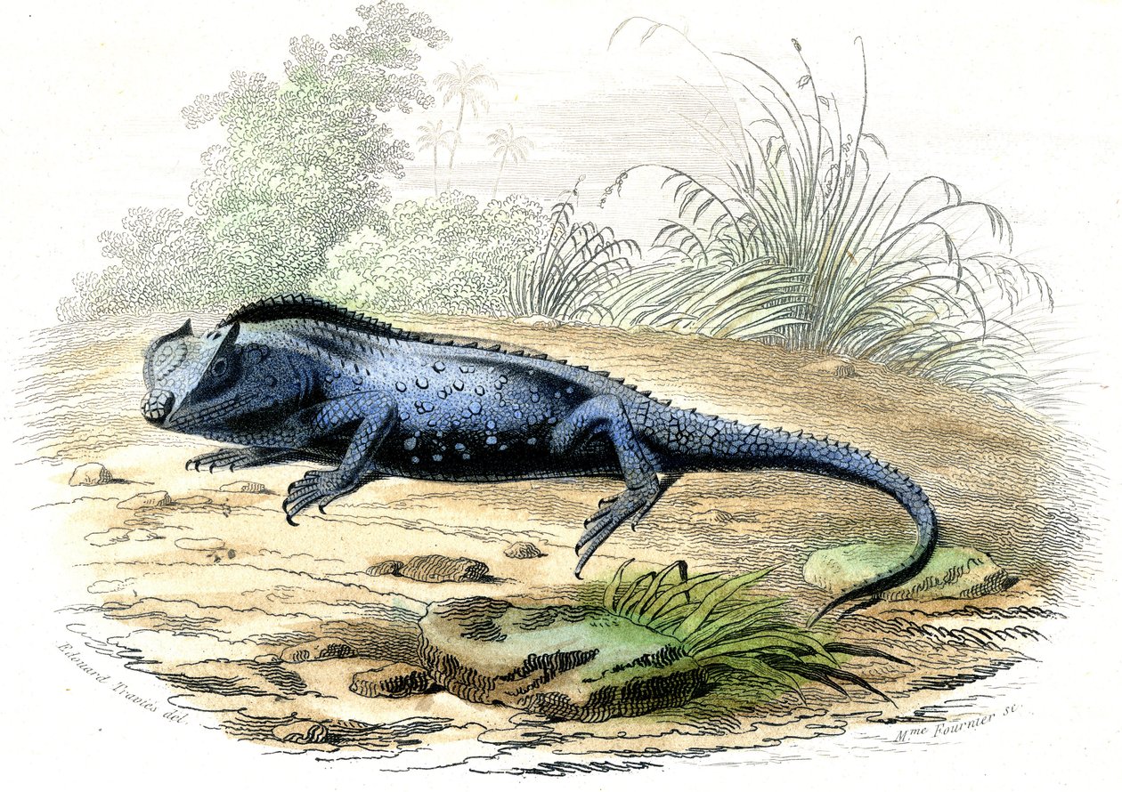Çatallı kafa (Lyriocephalus margaritaceus) - Bernard Germain de Lacepede (1856-1925) tarafından Histoire Naturelle'den çıkarılan plaka, baskı P.Furme, Paris by Raimundo Petraroja