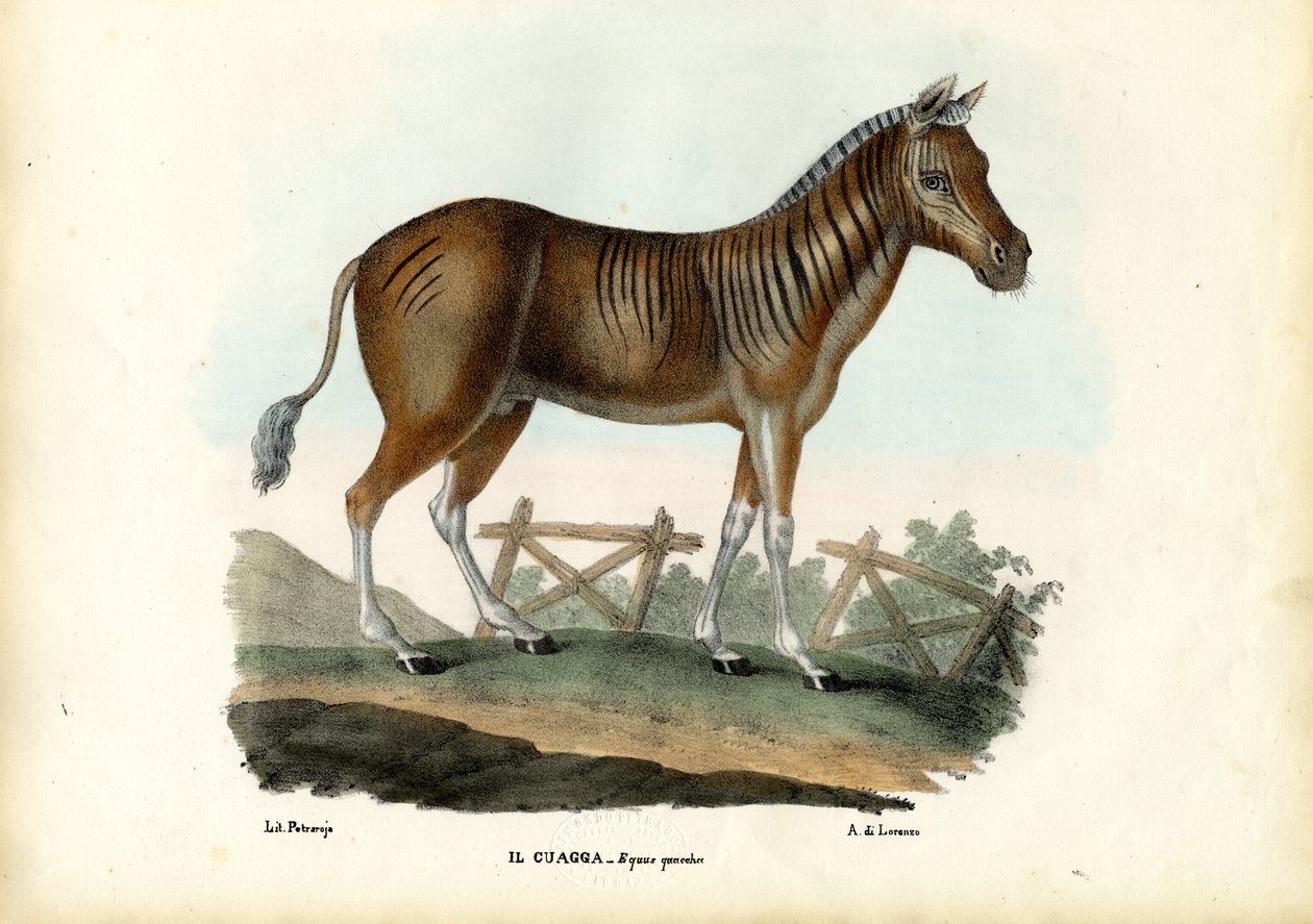 Quagga, 1863-79 by Raimundo Petraroja
