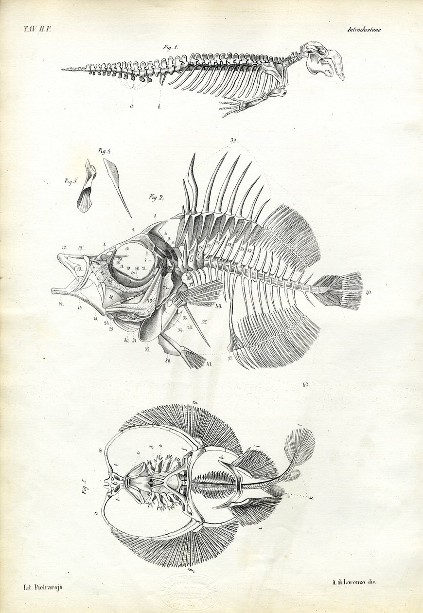 Mühür, 1863-79 by Raimundo Petraroja