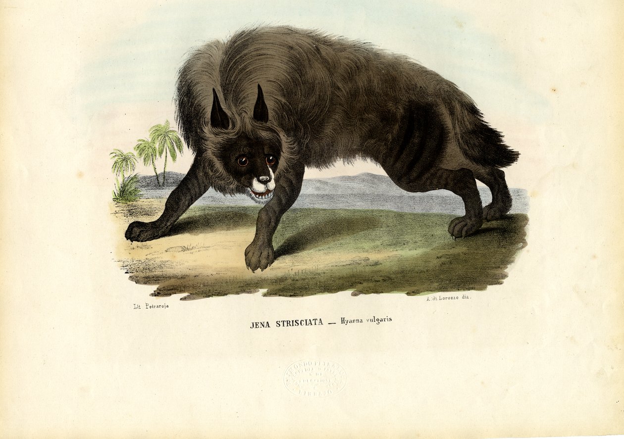 Çizgili Sırtlan, 1863-79 by Raimundo Petraroja