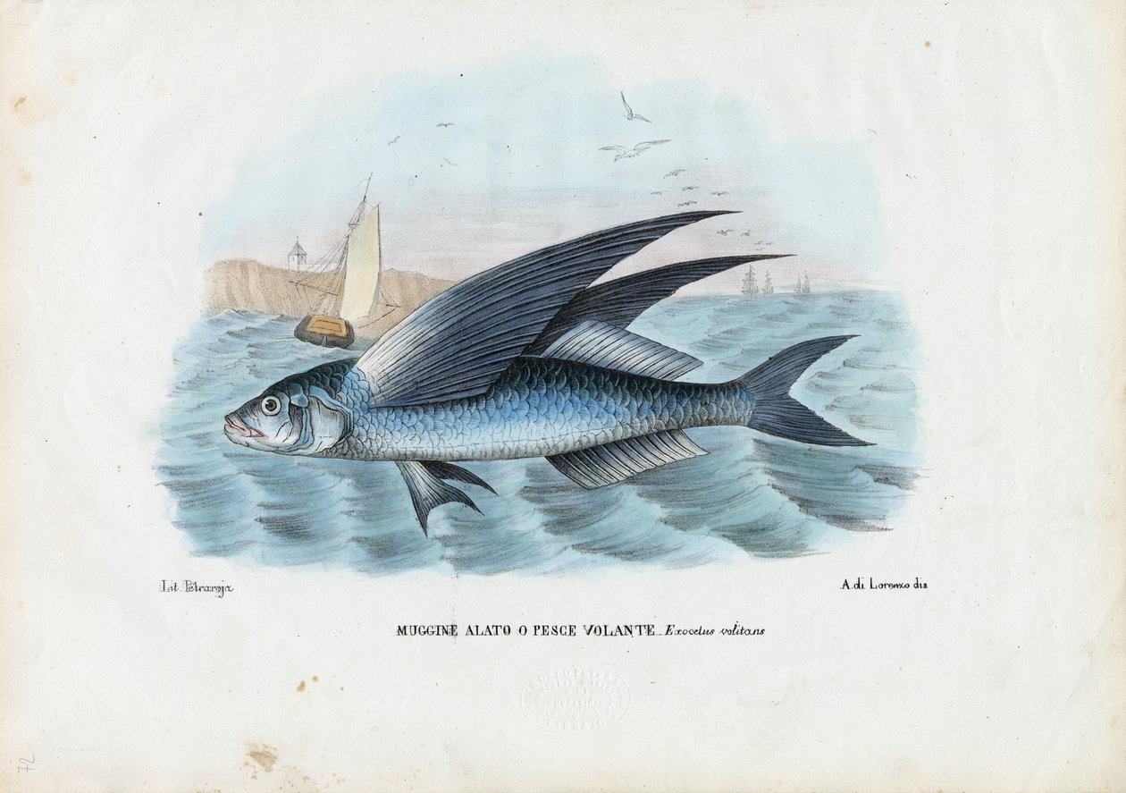 Tropikal İki Kanatlı Uçan Balık, 1863-79 by Raimundo Petraroja