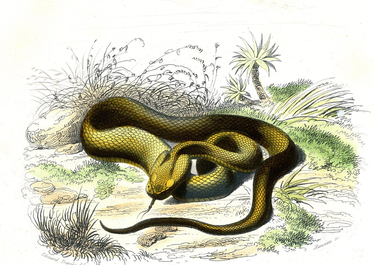 Vipere mızrak ucu (Cophias Lanceolatus) - Doğa Tarihinden Plaka, Bernard Germain de Lacepede (1856-1925), baskı P.Furme, Paris by Raimundo Petraroja