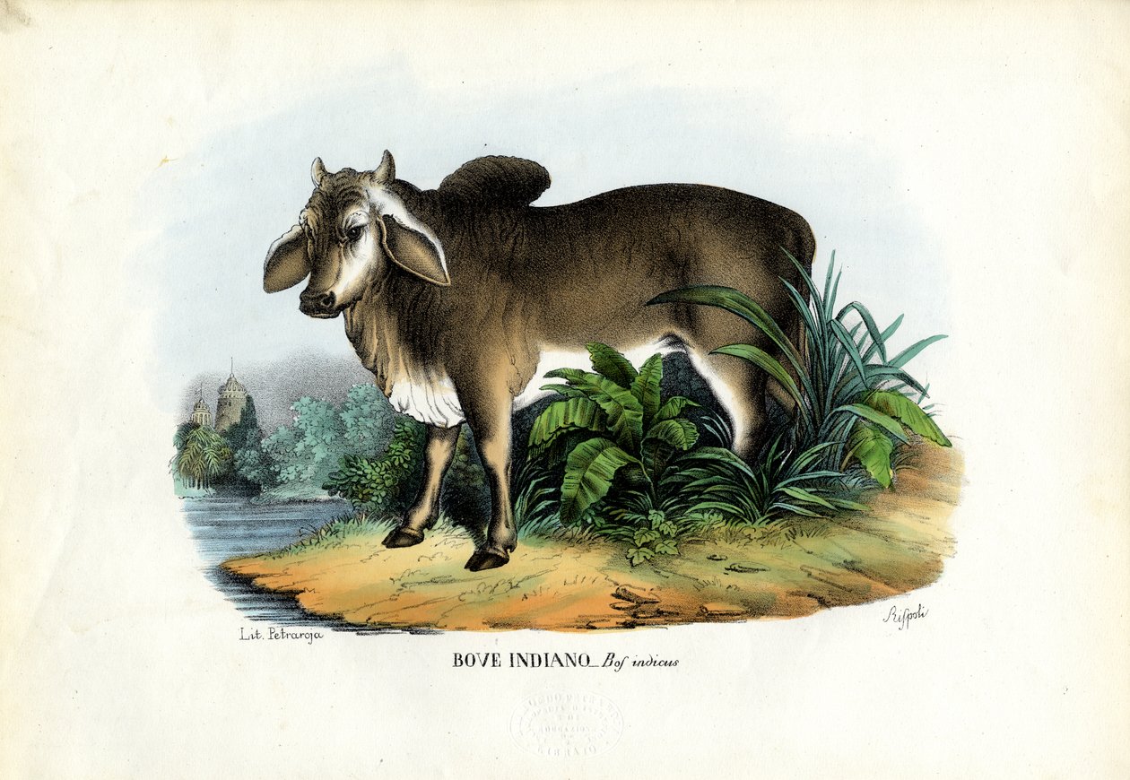 Zebu, 1863-79 by Raimundo Petraroja