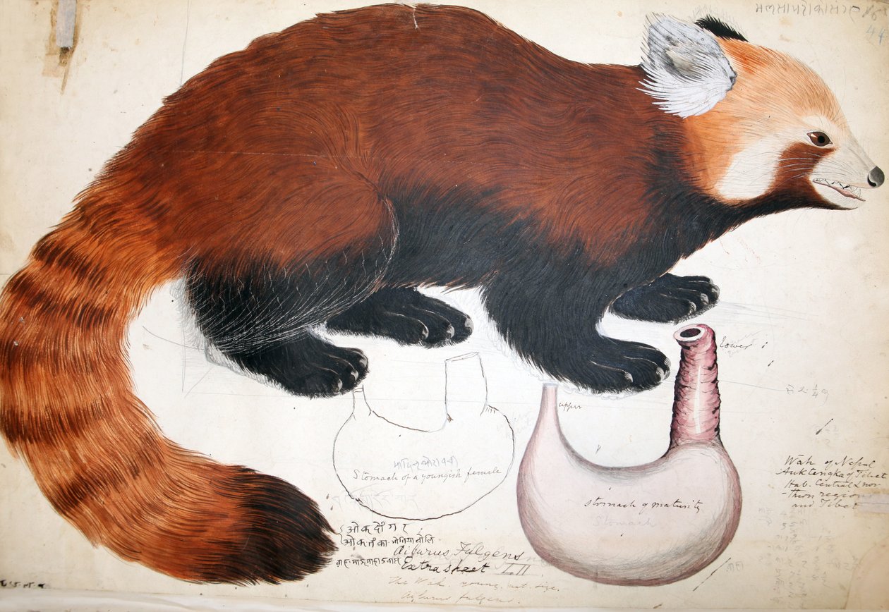 Hodgson El Yazmaları Red Panda, 1831-47 (kağıt üzerinde wc, kalem ve mürekkep ve kurşun kalem) by Raj Man Singh