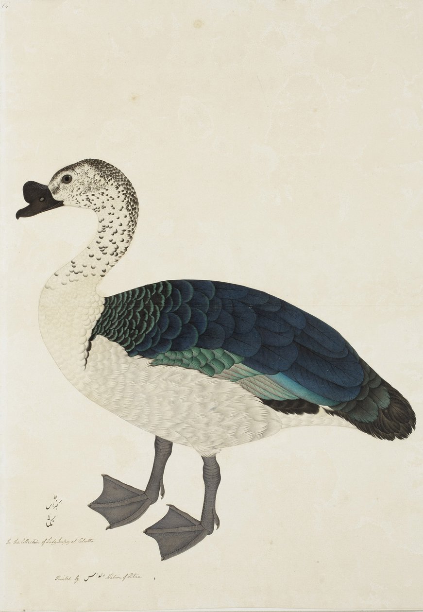 A Comb Drake (Sarkidiornis melanota), c.1780 (kağıt üzerinde opak wc) by Ram Das