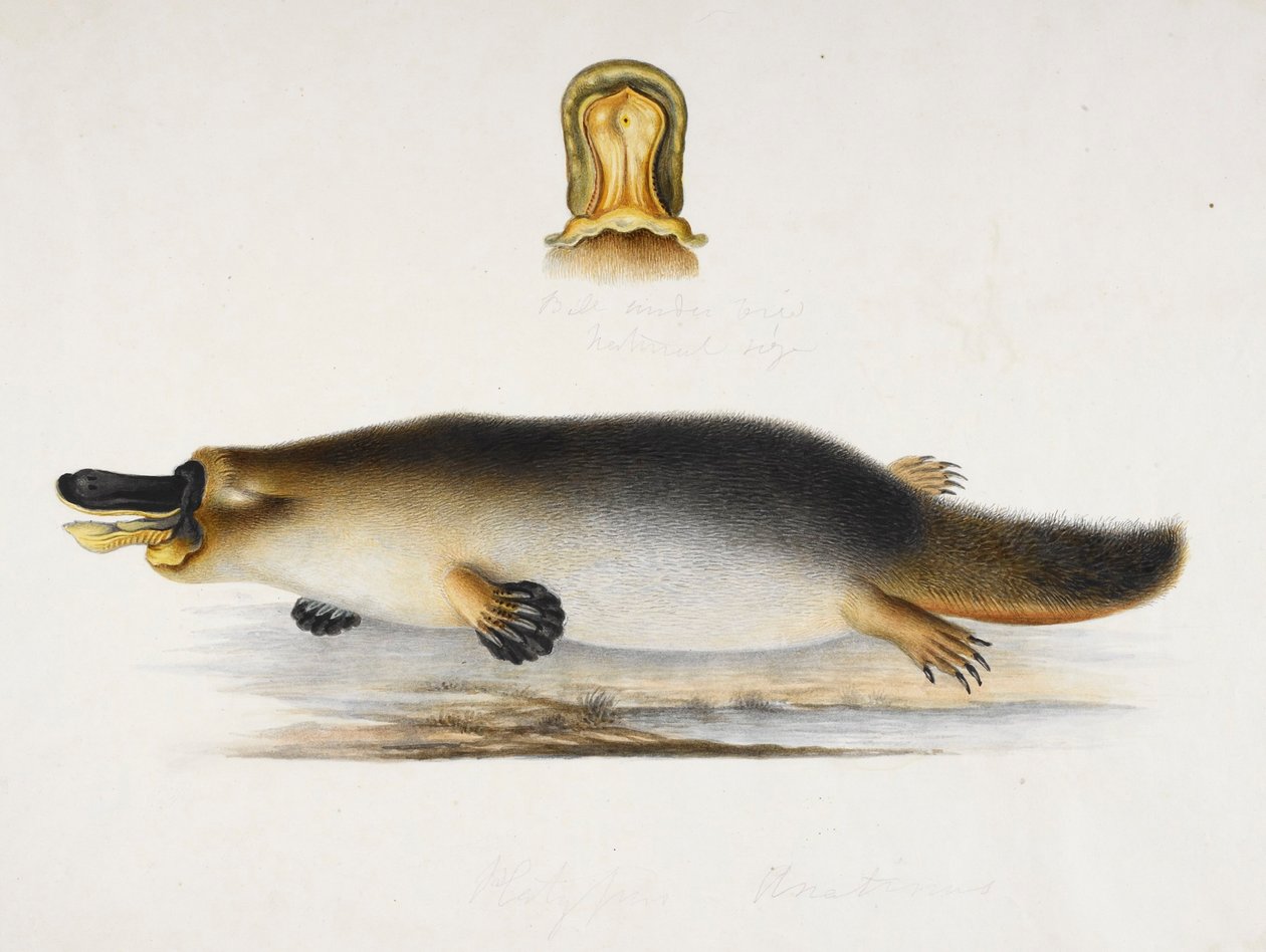 Bir havuzun yanında ördek gagalı bir ornitorenk, faturasının bir detayı, c.1820 by Ram Sita