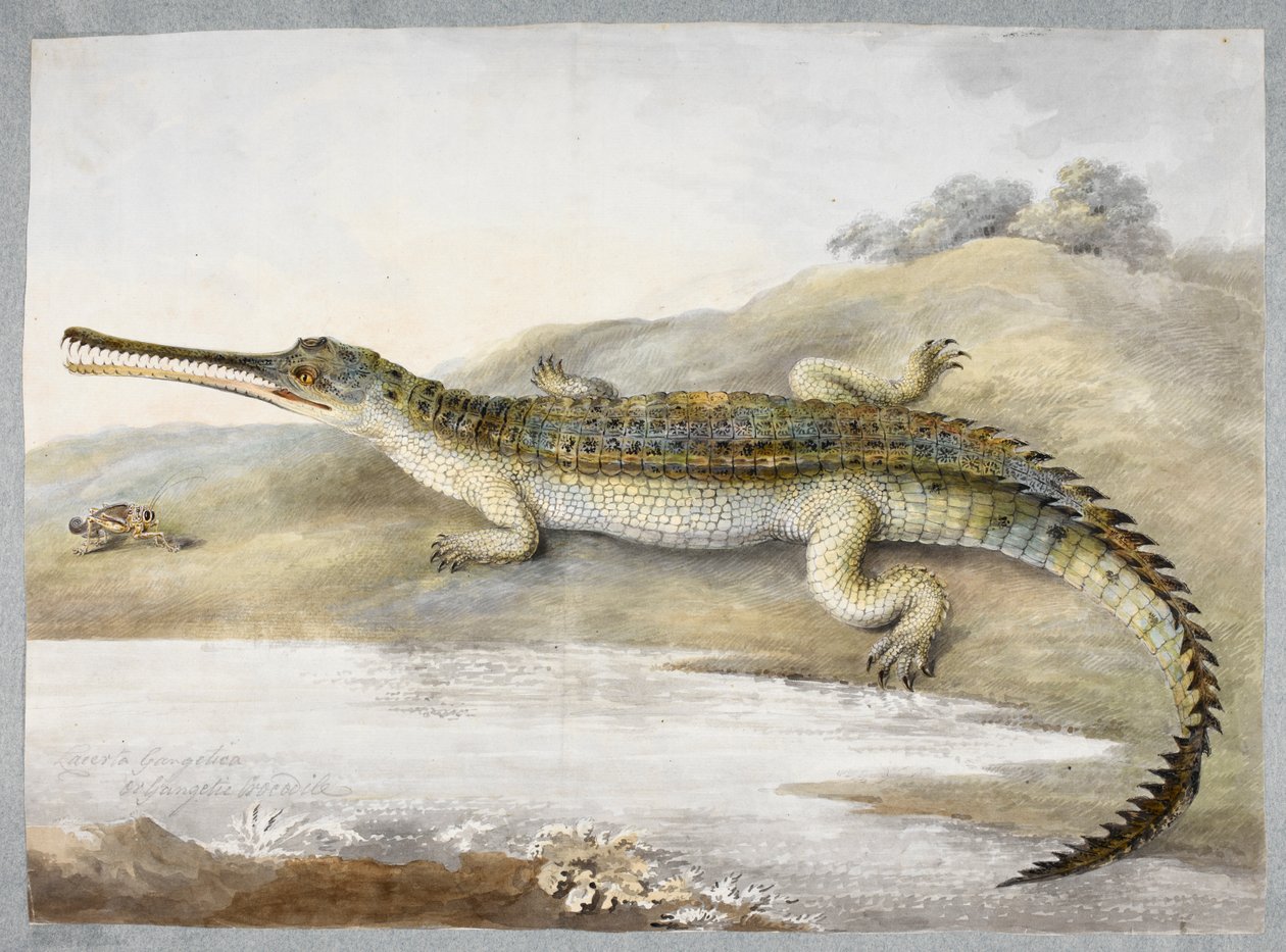 Çekirge ile yüz yüze bir gherial veya Gangetik timsah, c.1820 (kağıt üzerine suluboya) by Ram Sita
