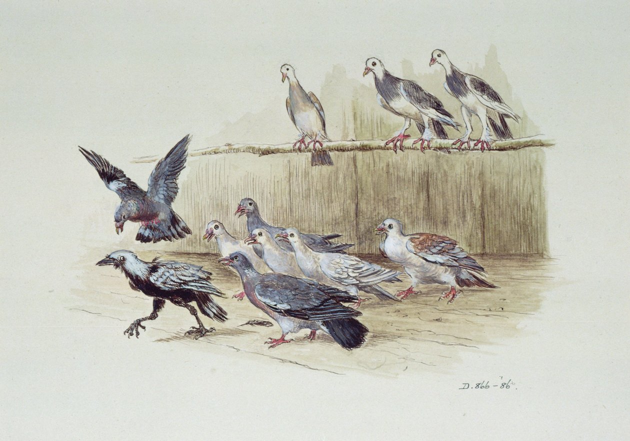 Küçük Karga ve Güvercinler by Randolph Caldecott