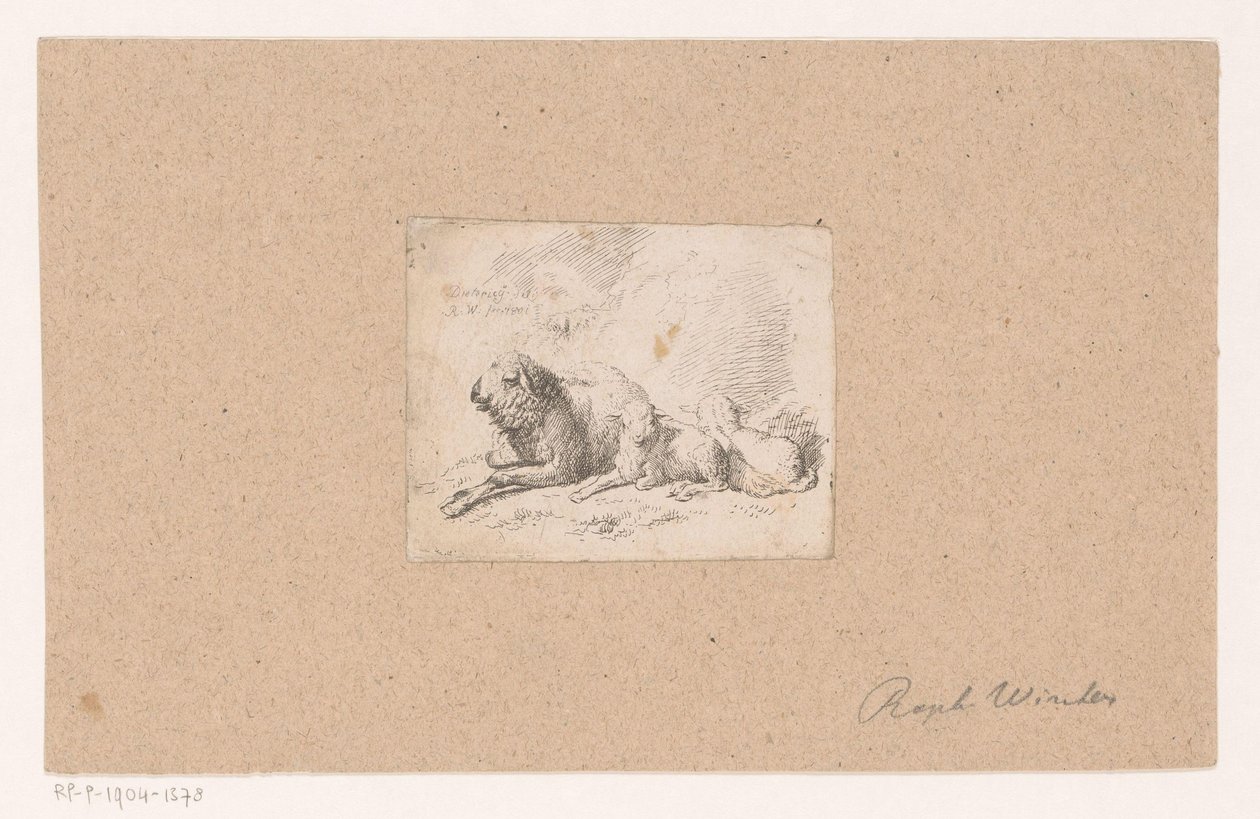 İki kuzu ile yatan koyun by Raphael Winter