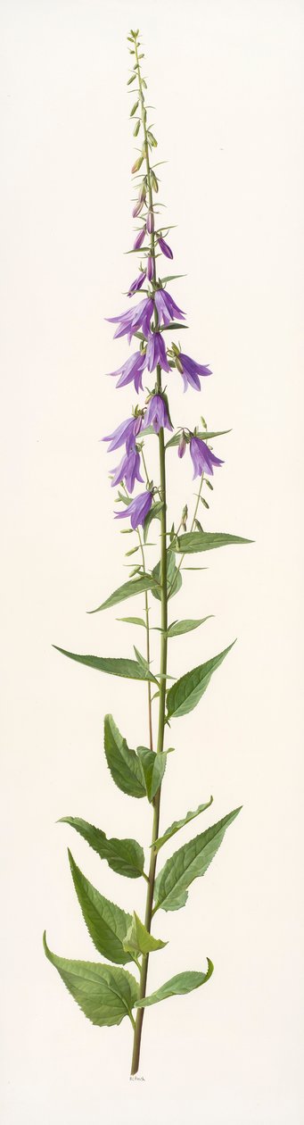  by Raymond Booth