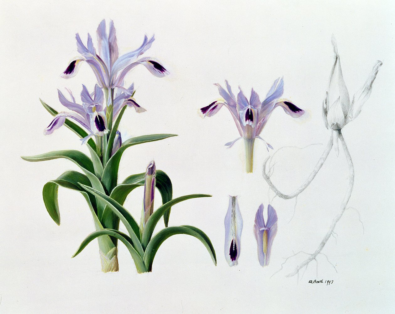  by Raymond Booth
