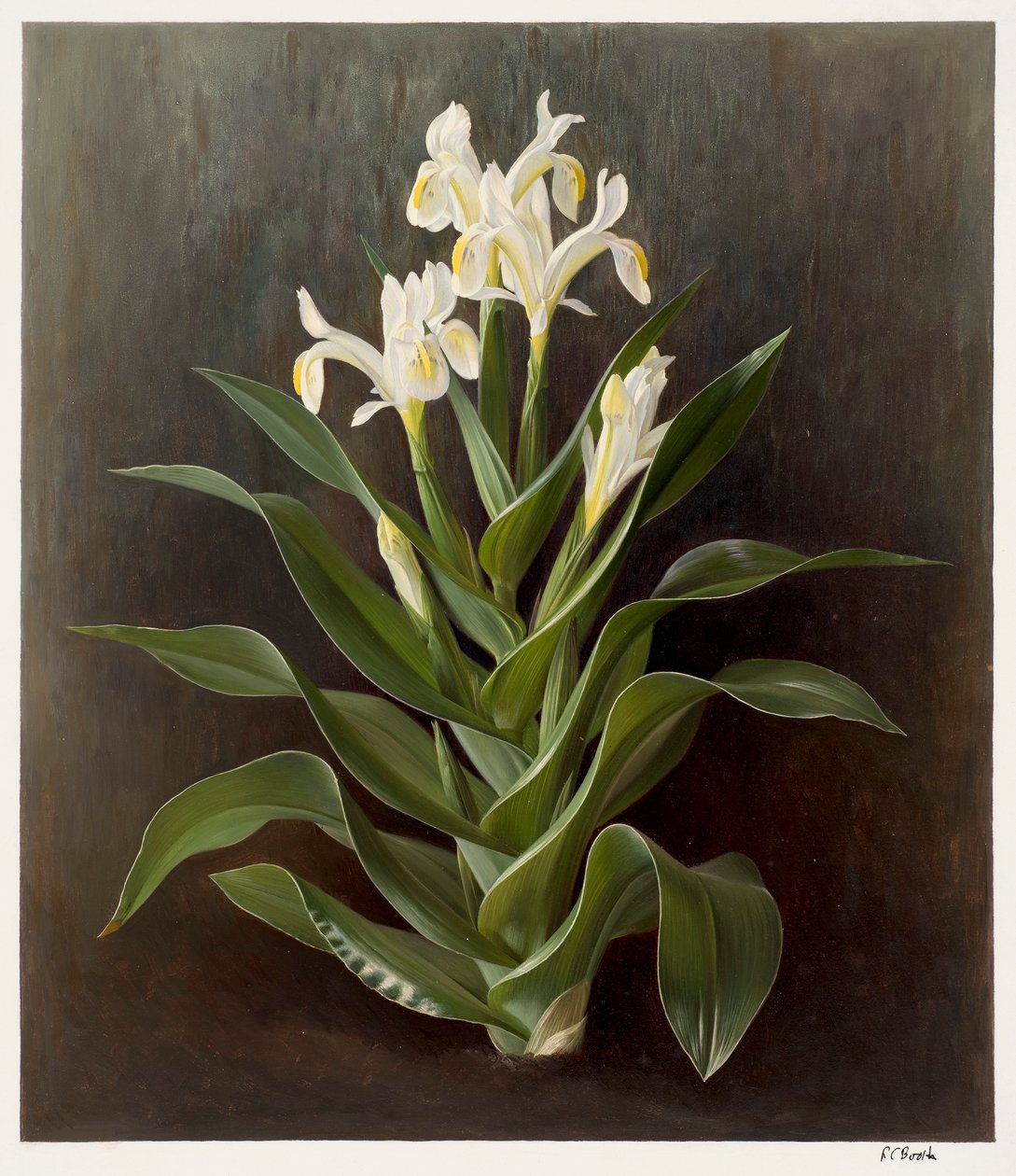  by Raymond Booth